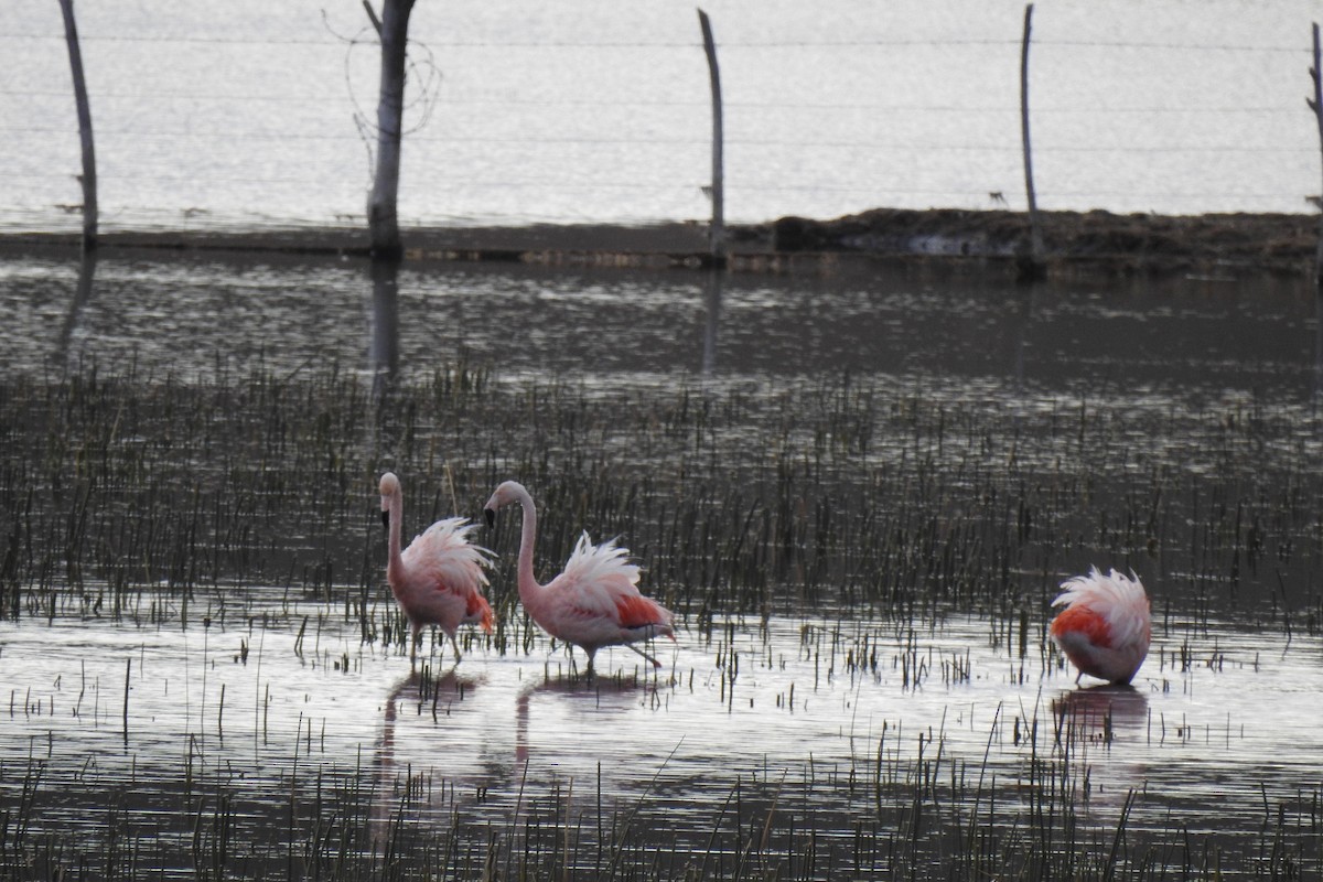 Chilean Flamingo - ML619048043