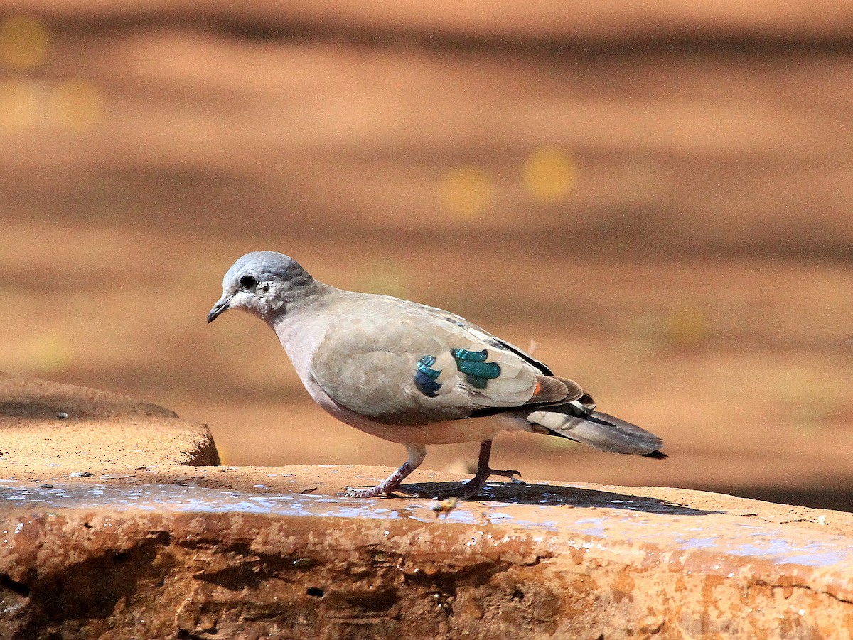 Emerald-spotted Wood-Dove - ML619048049