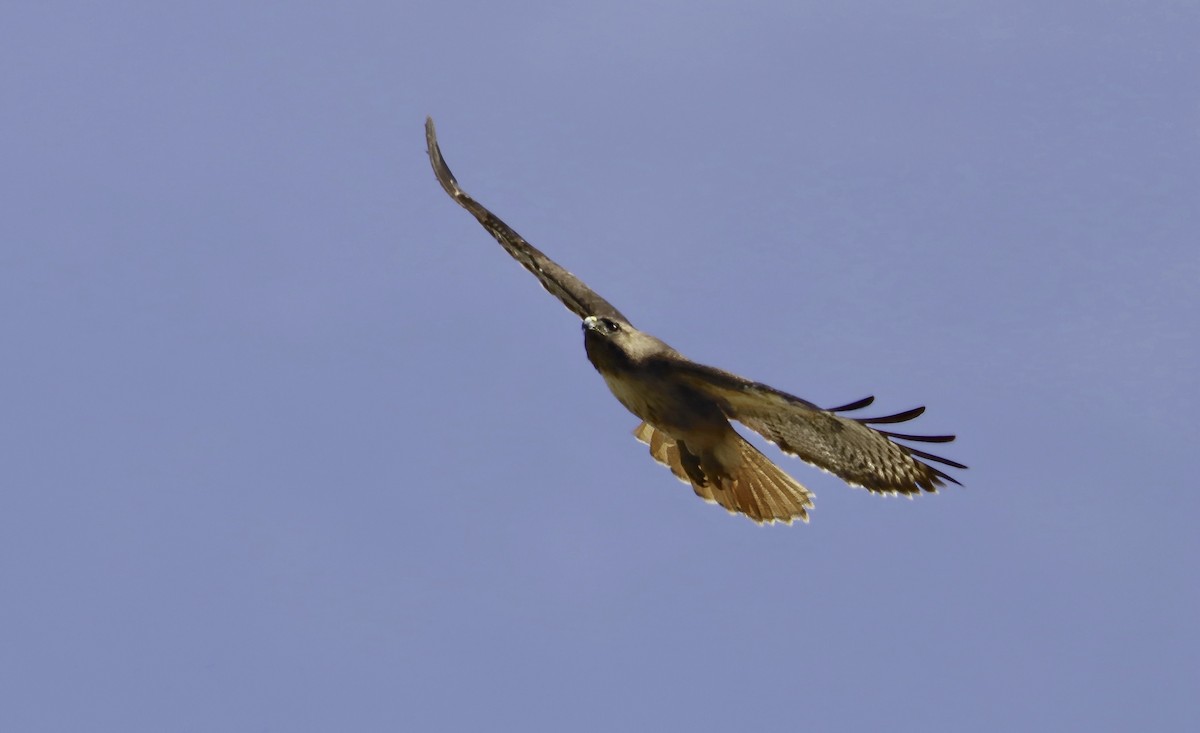 Red-tailed Hawk - ML619048072