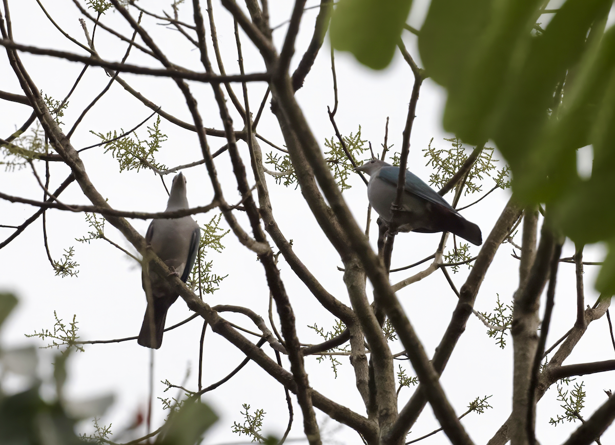 Green Imperial-Pigeon - ML619048088