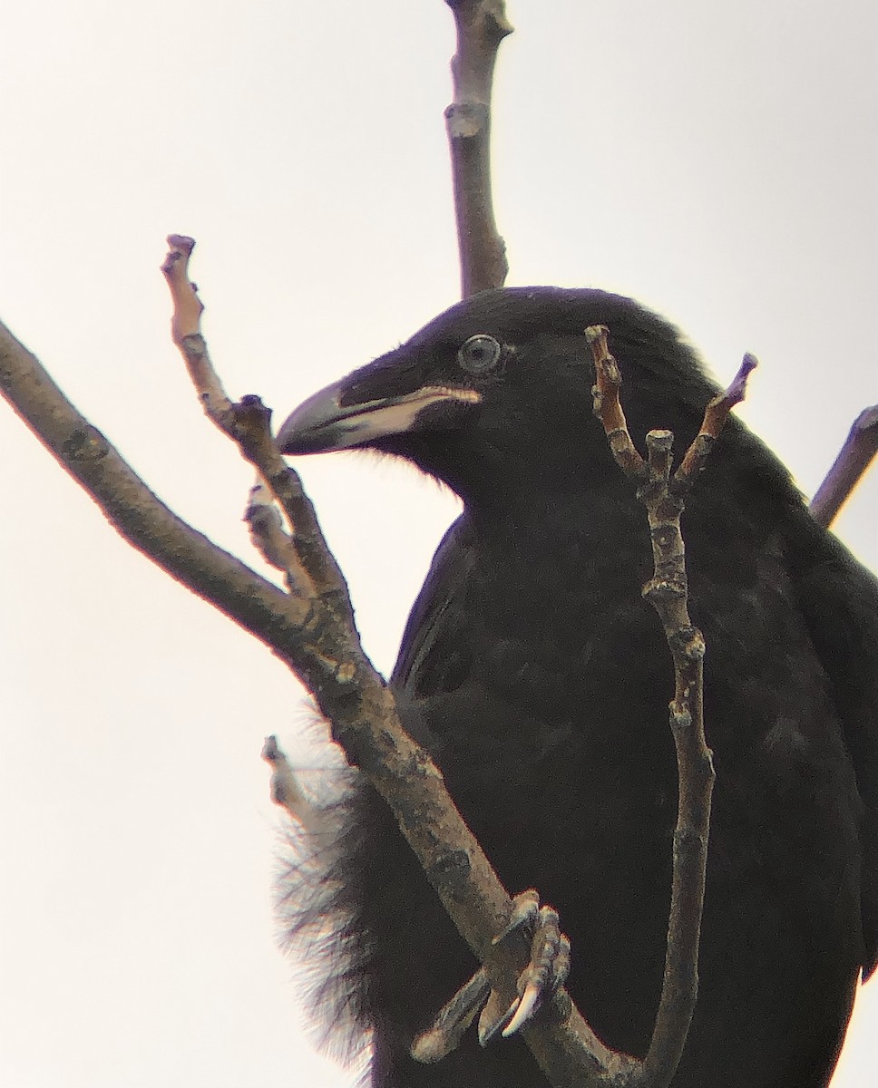 Common Raven - ML619048101