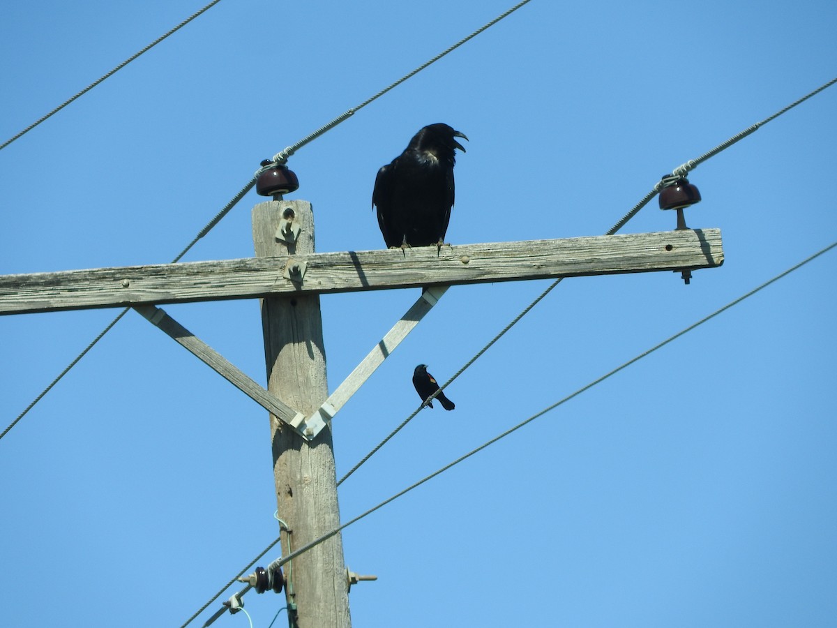 Chihuahuan Raven - ML619048113