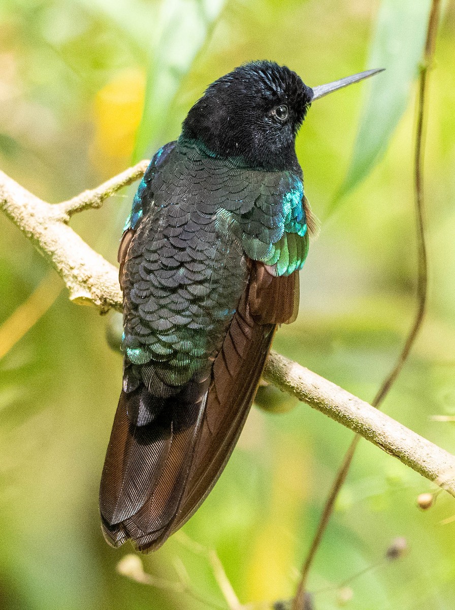 kolibřík hyacintový - ML619048132