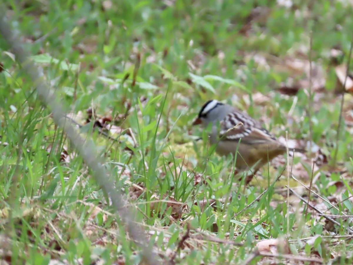 White-crowned Sparrow - Marjorie Watson