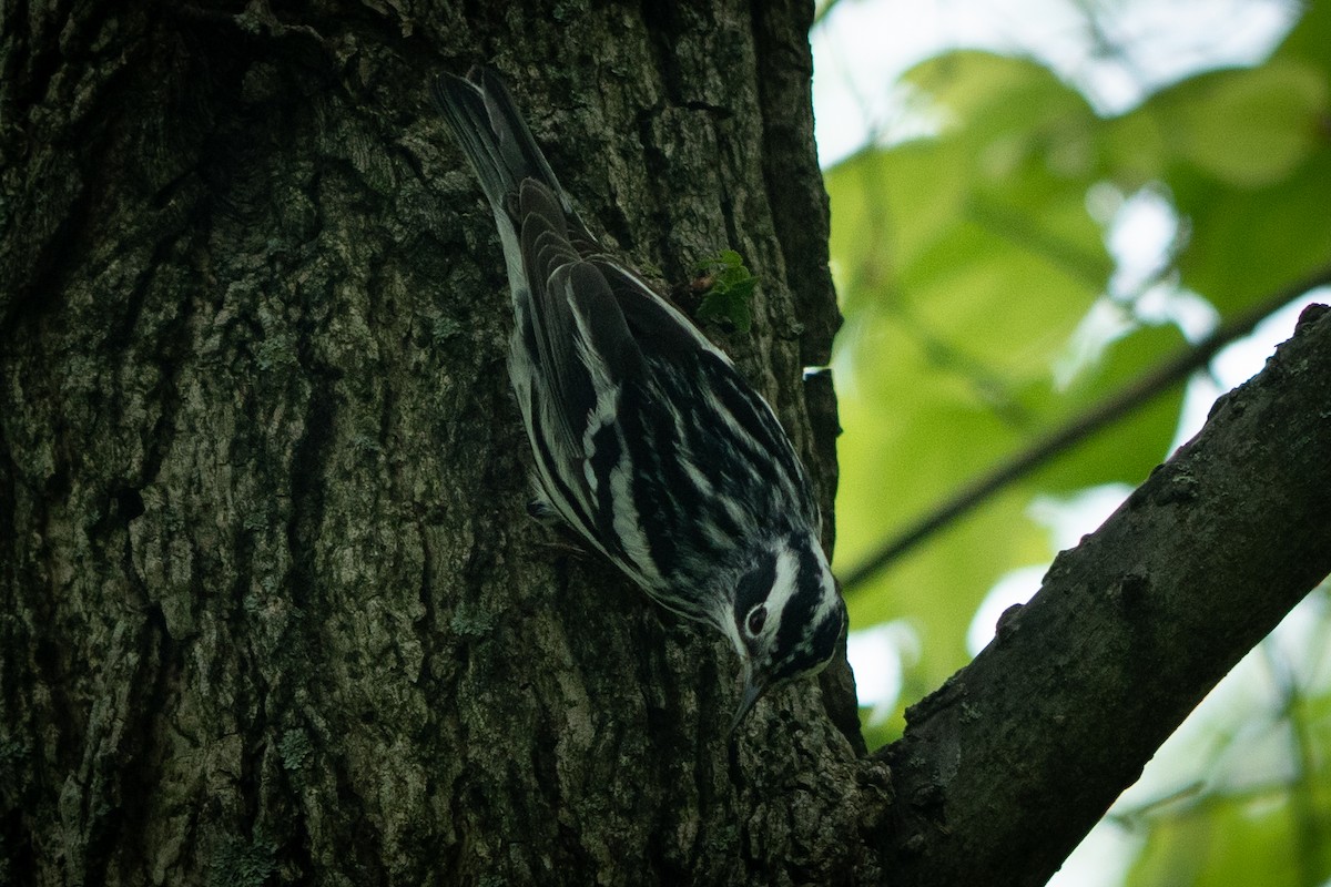 Black-and-white Warbler - Ed McGee