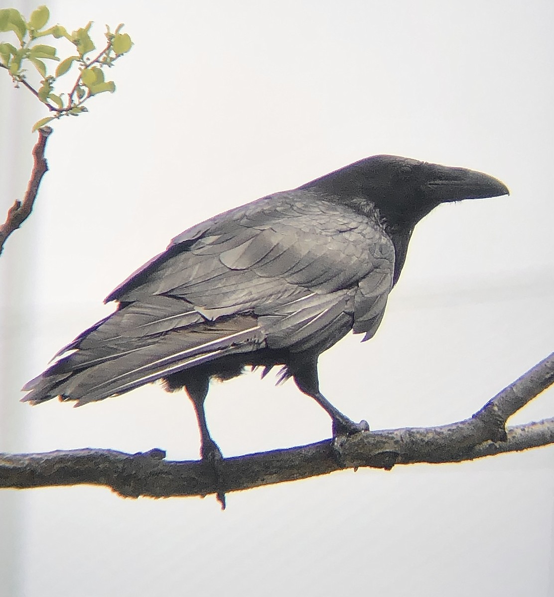 Common Raven - ML619048167