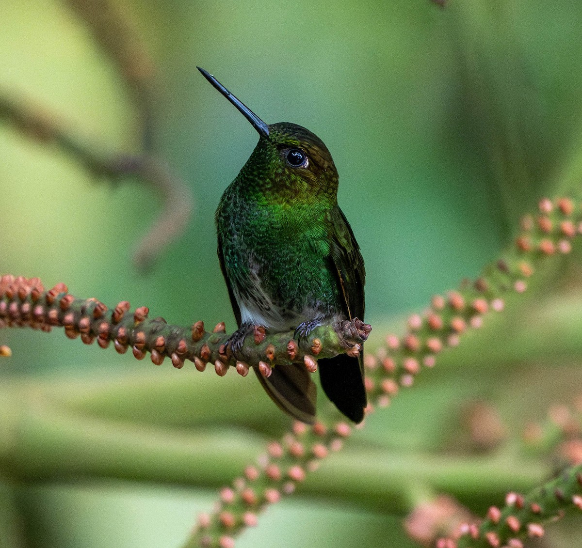 kolibřík zelenkavý - ML619048207