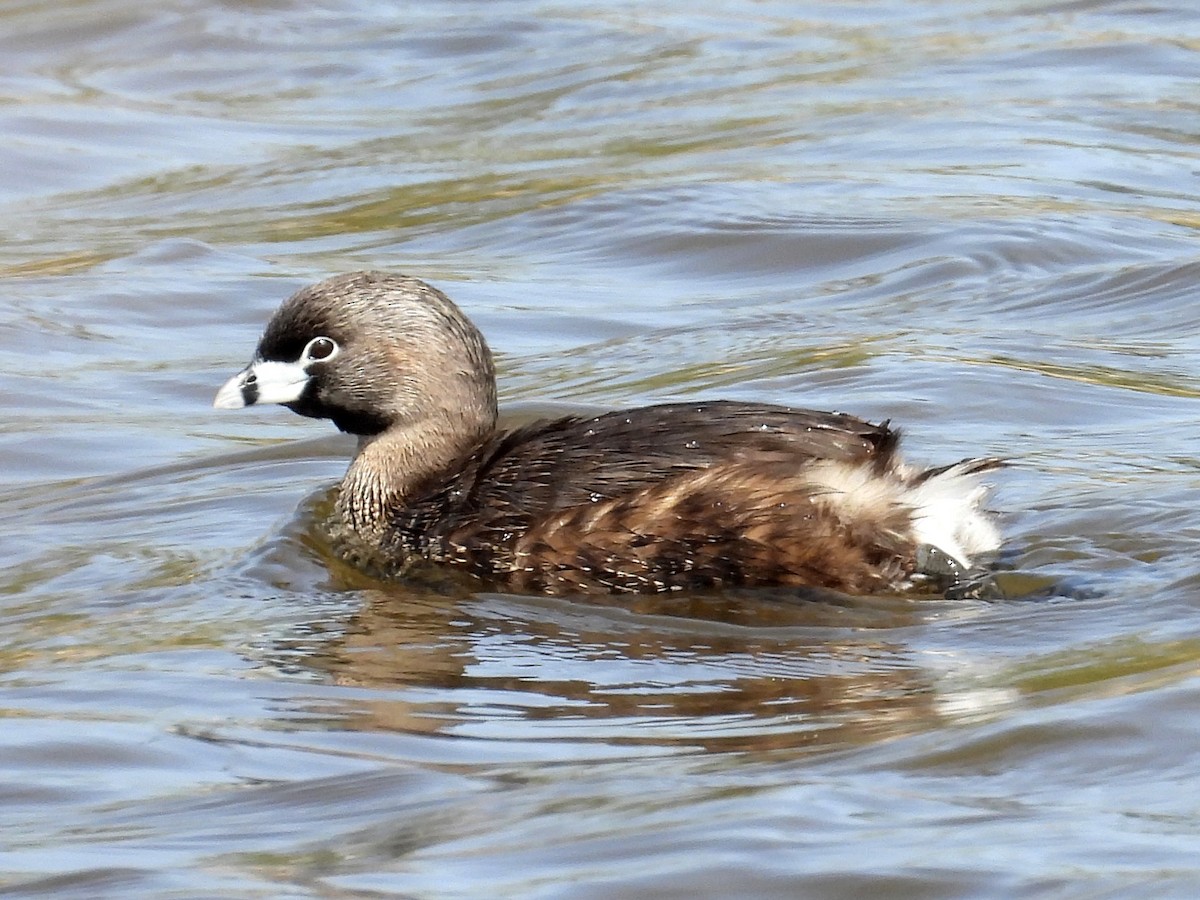 Pied-billed Grebe - Ted Hogg