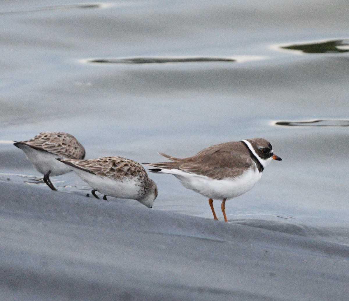 Semipalmated Plover - ML619048243