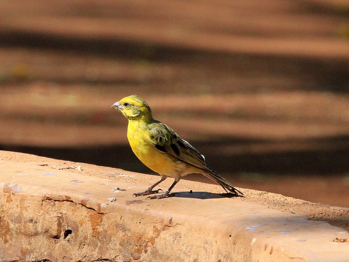 White-bellied Canary - ML619048245