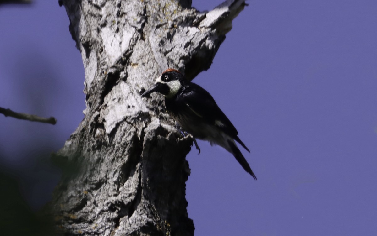 Acorn Woodpecker - ML619048259