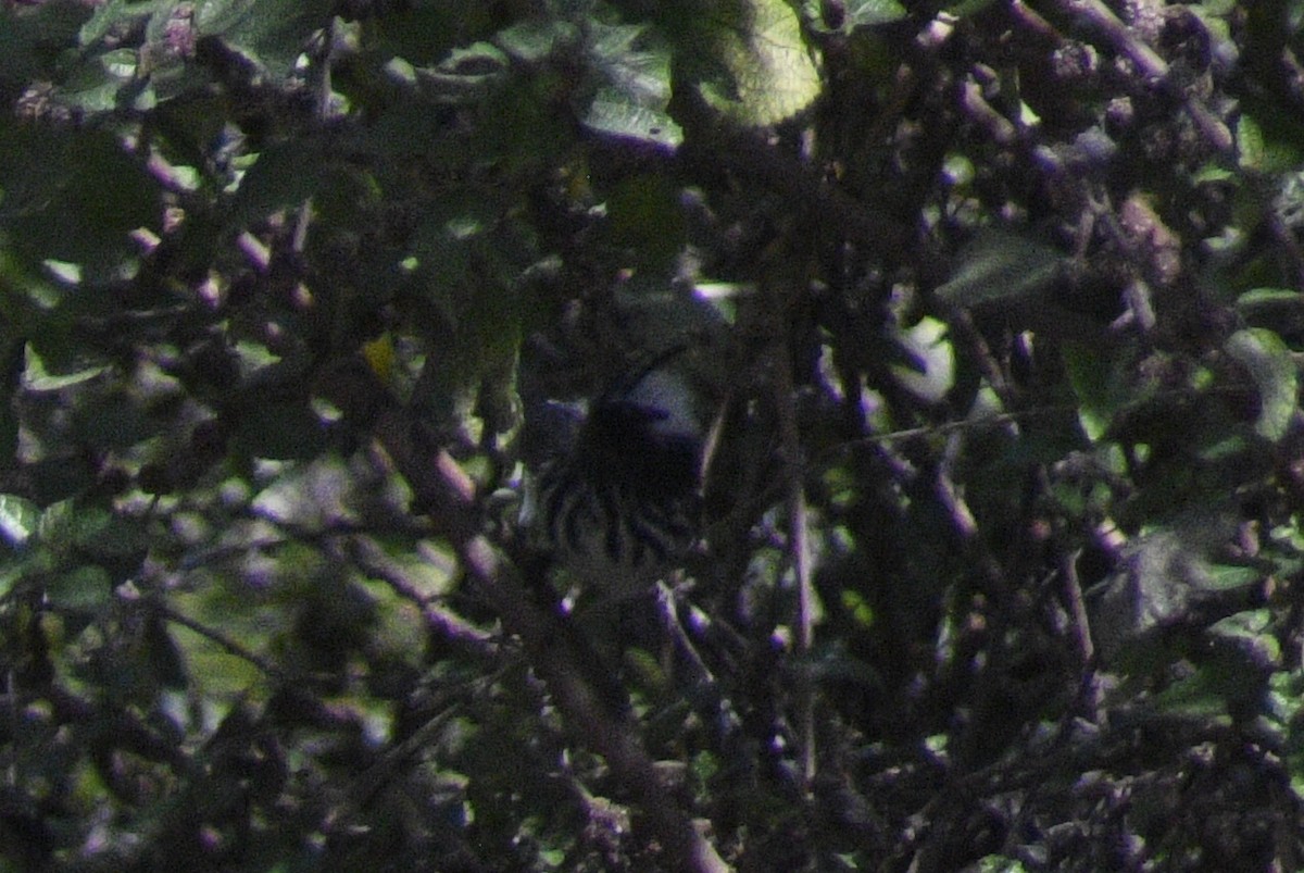 Pied-crested Tit-Tyrant - ML619048267