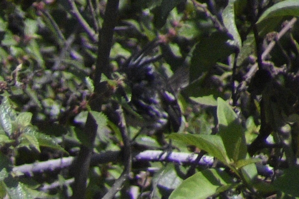 Pied-crested Tit-Tyrant - ML619048288