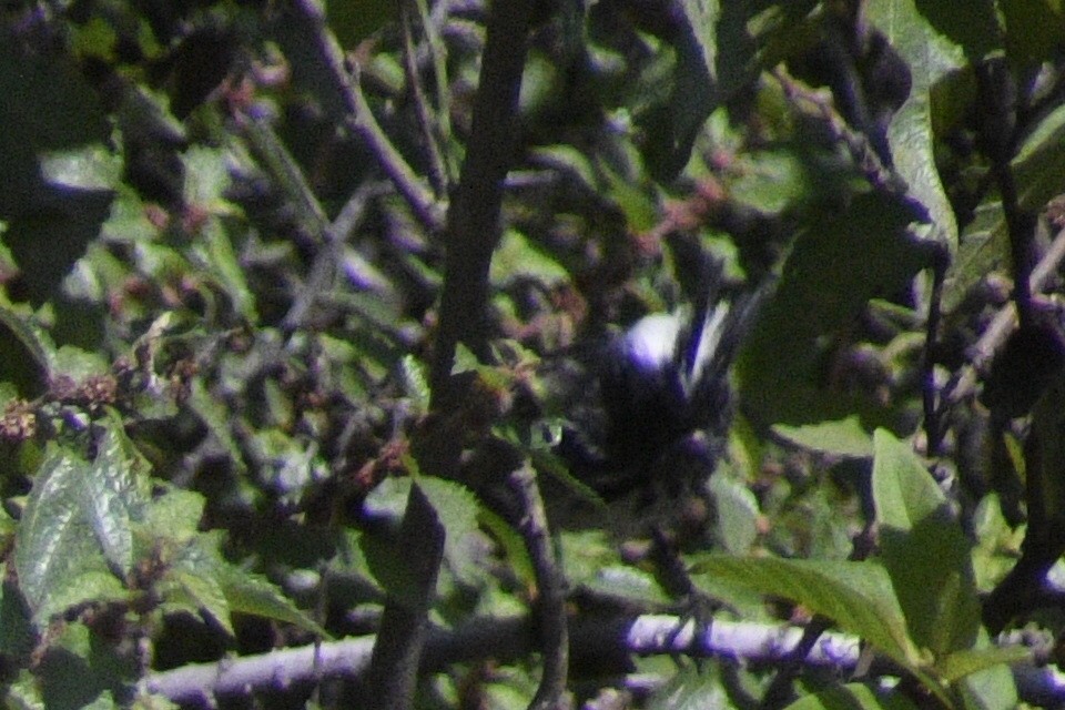 Pied-crested Tit-Tyrant - ML619048291