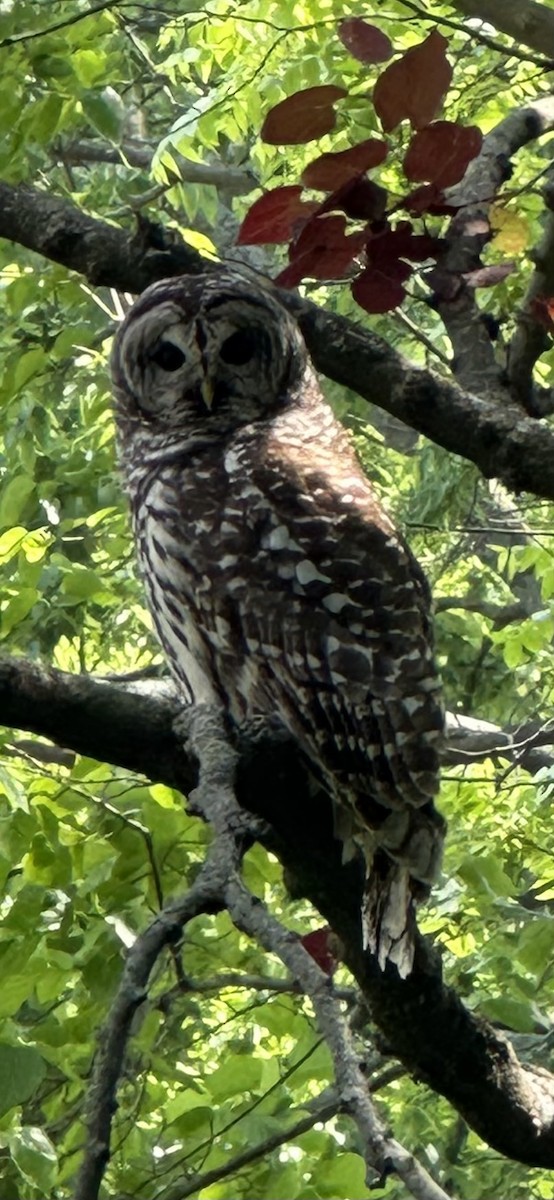 Barred Owl - ML619048292