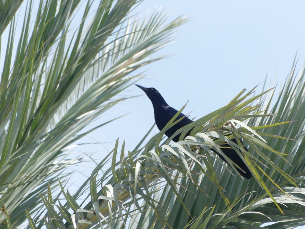 Great-tailed Grackle - ML619048301