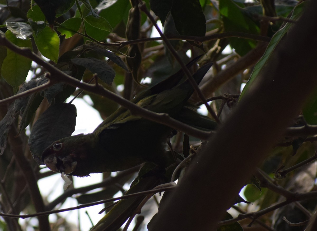 Guayaquil Papağanı - ML619048325