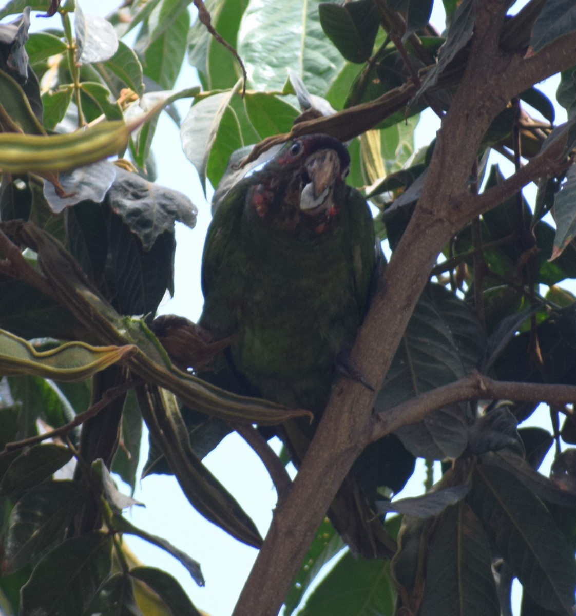 Guayaquil Papağanı - ML619048326