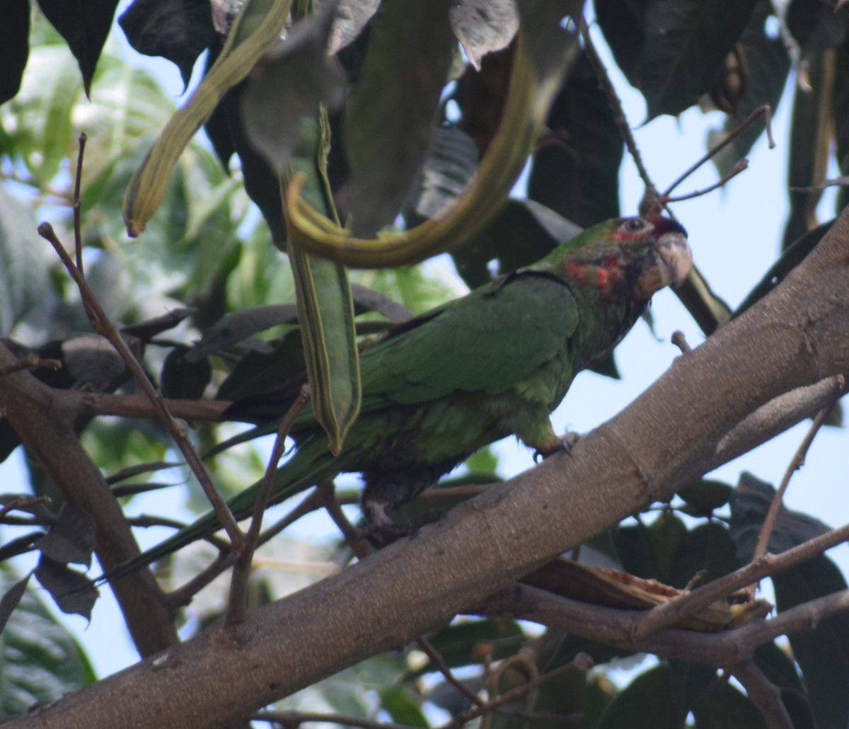 Guayaquil Papağanı - ML619048327