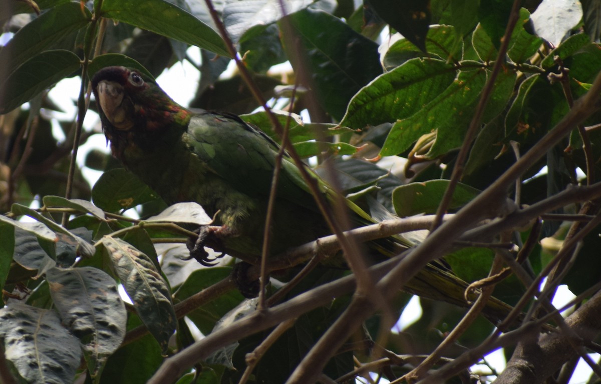 Guayaquil Papağanı - ML619048328
