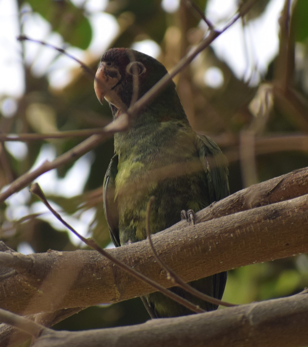 Guayaquil Papağanı - ML619048329