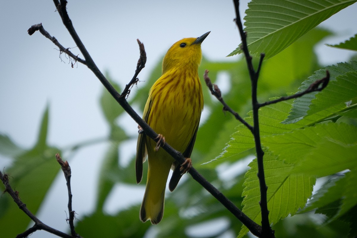 Yellow Warbler - Ed McGee