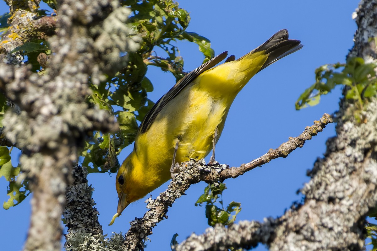 Western Tanager - ML619048391