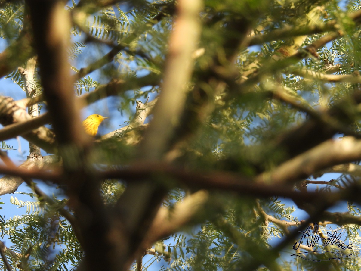 Yellow Warbler - ML619048415