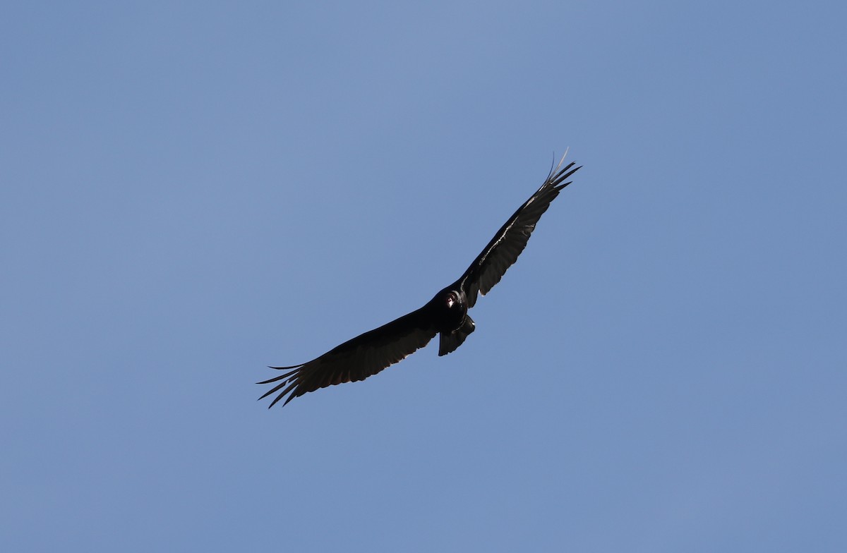 Turkey Vulture - ML619048440