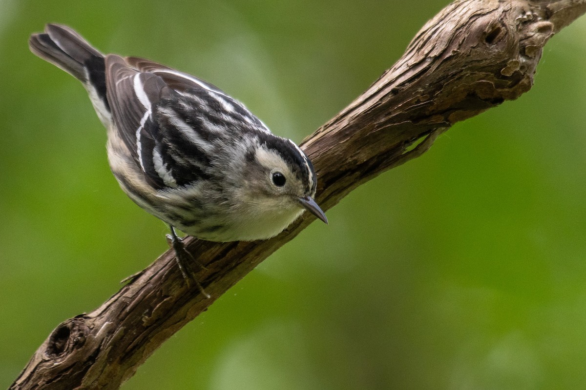 Black-and-white Warbler - ML619048471