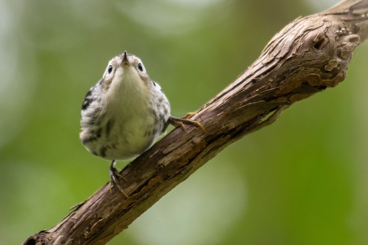 Black-and-white Warbler - ML619048472