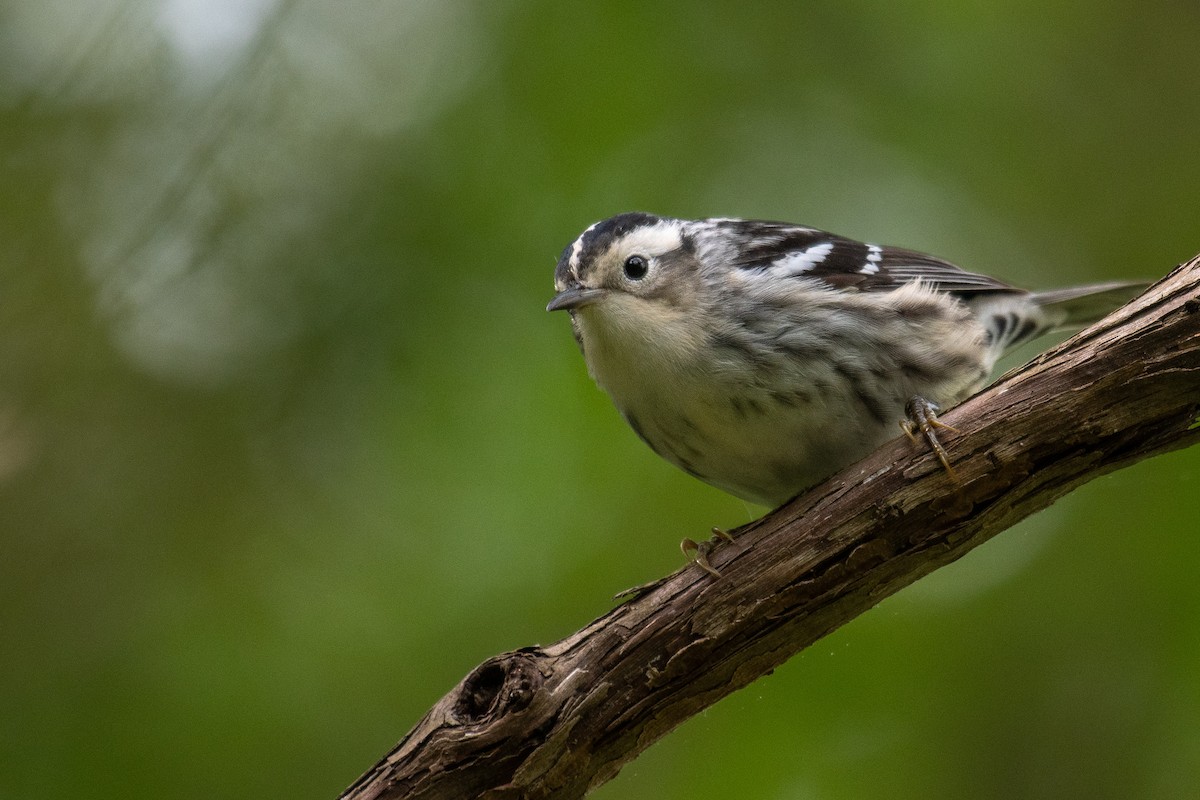 Black-and-white Warbler - ML619048473