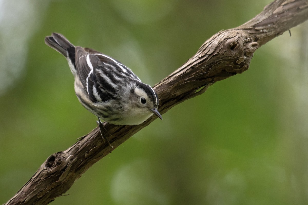 Black-and-white Warbler - ML619048474