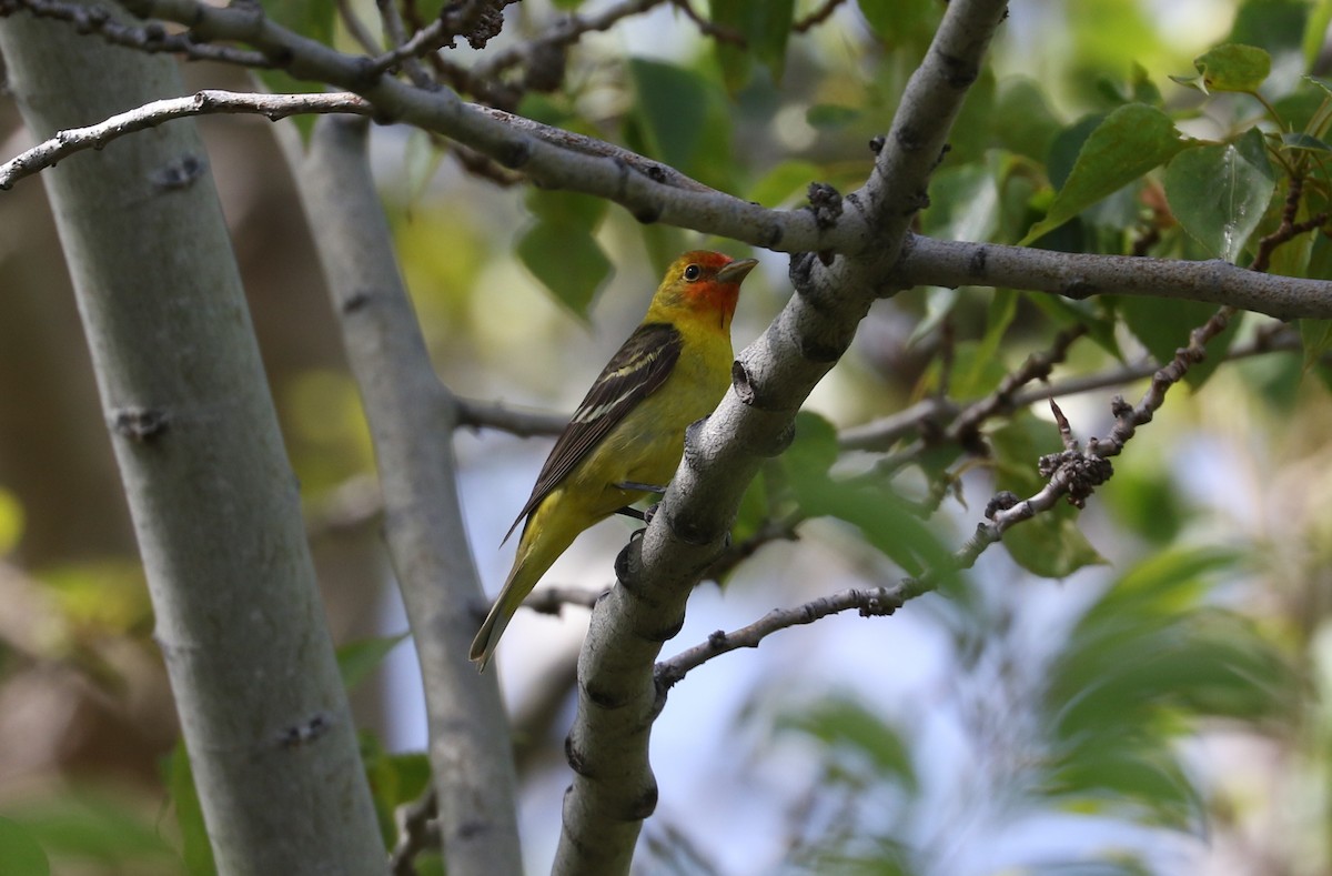 Western Tanager - ML619048497