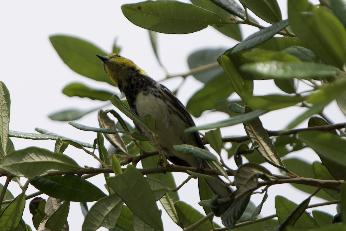 Black-throated Green Warbler - ML619048499