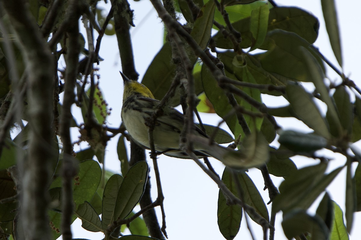 Black-throated Green Warbler - ML619048500