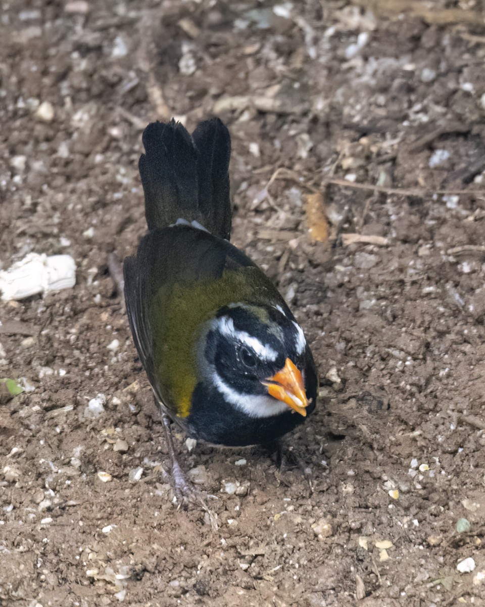 Orange-billed Sparrow - ML619048518