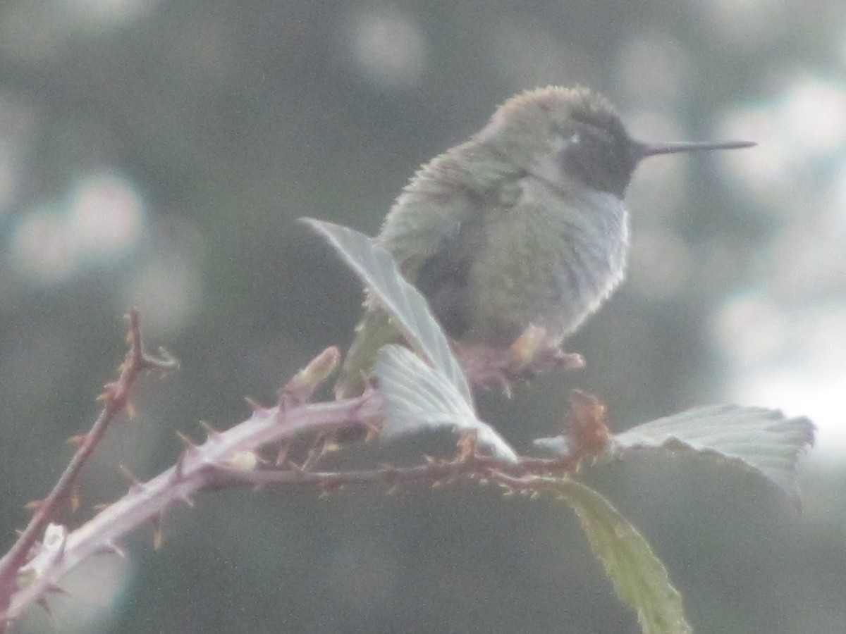 Anna's Hummingbird - Chetan Deshpande