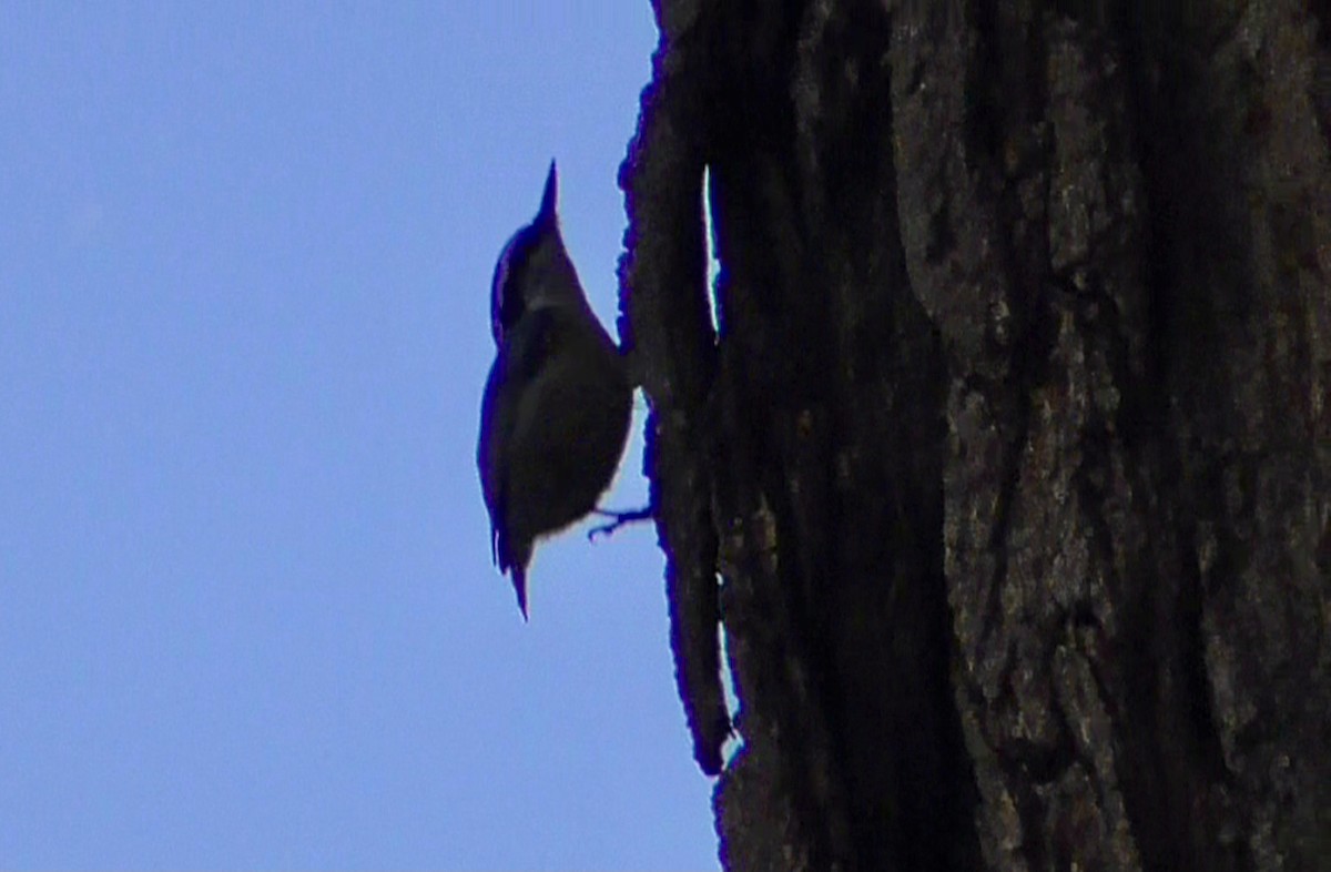 Red-breasted Nuthatch - ML619048552
