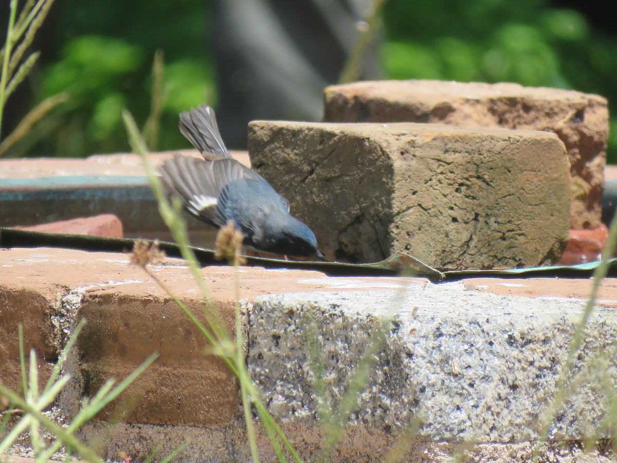 Black-throated Blue Warbler - ML619048562