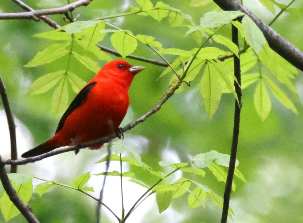 Scarlet Tanager - ML619048567
