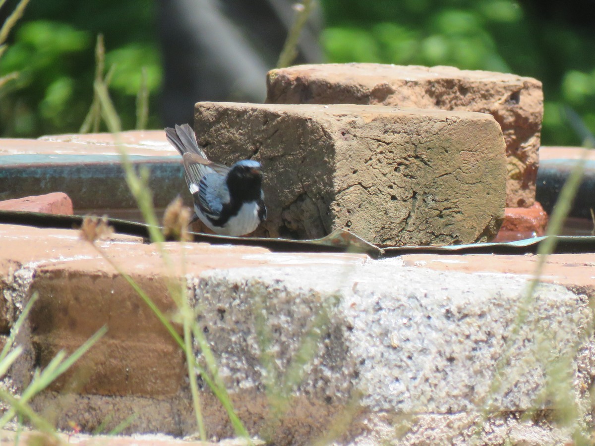 Black-throated Blue Warbler - ML619048571