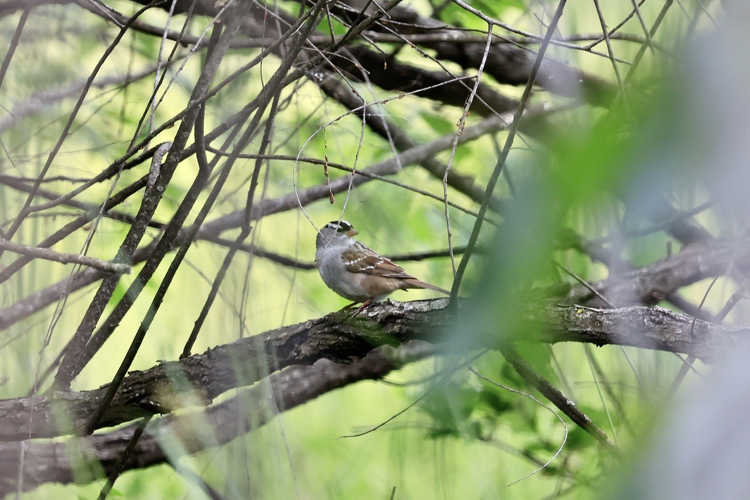 White-crowned Sparrow - ML619048574