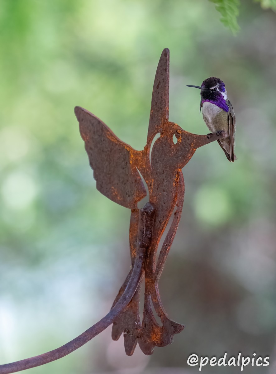 Costa's Hummingbird - ML619048584