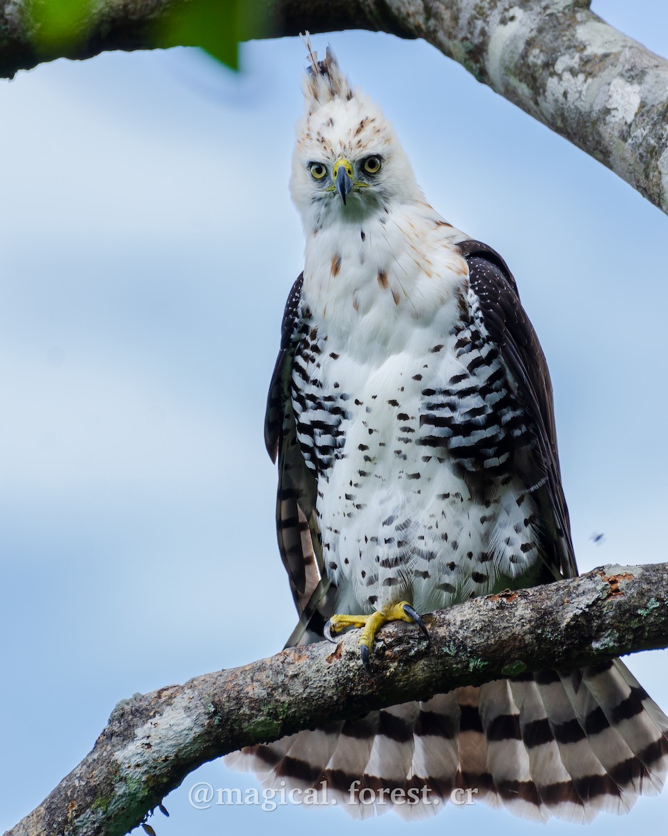 Ornate Hawk-Eagle - Jeison Suárez