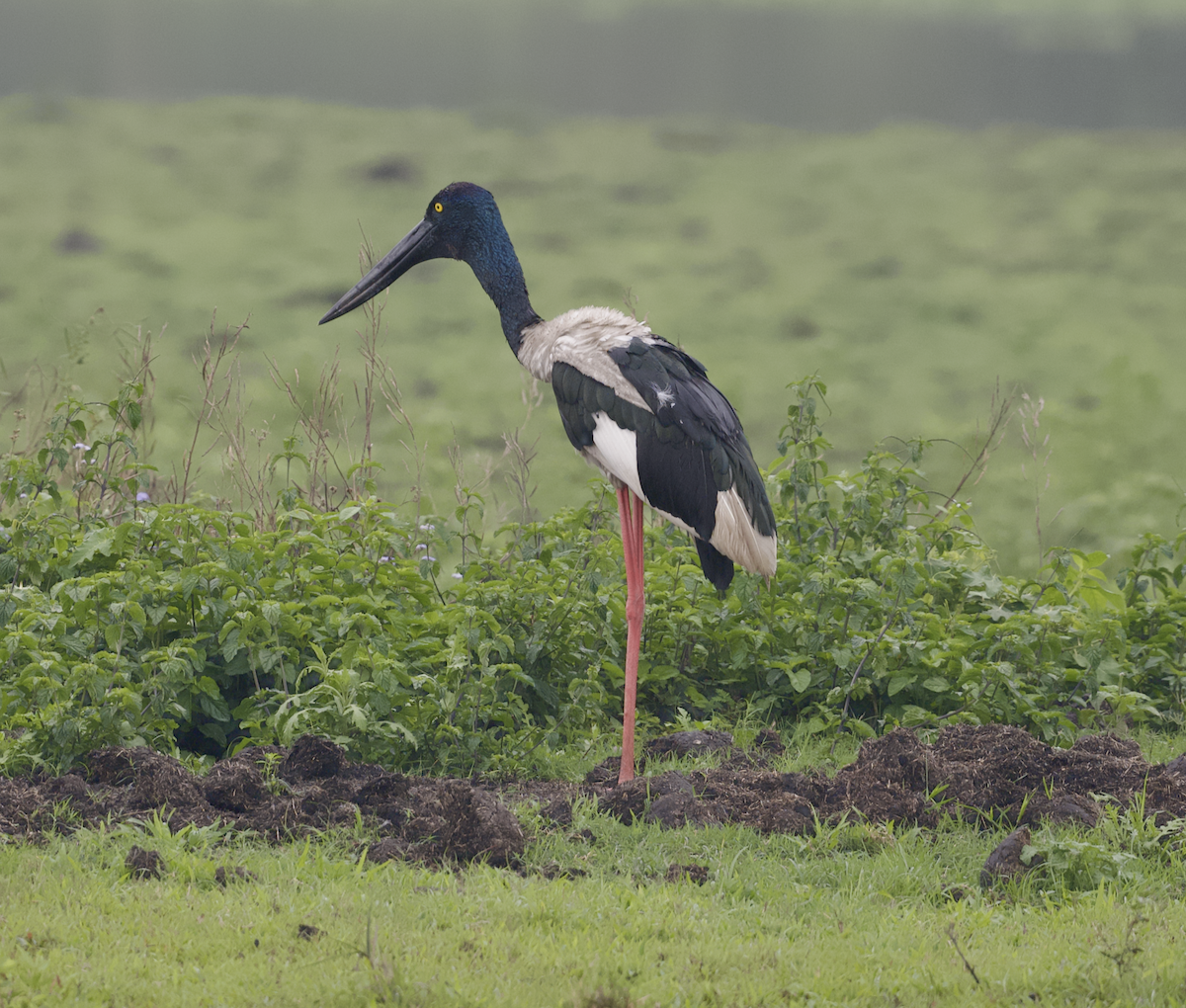 Black-necked Stork - ML619048596