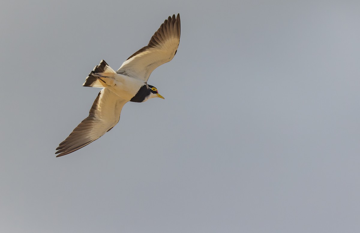 Banded Lapwing - ML619048633