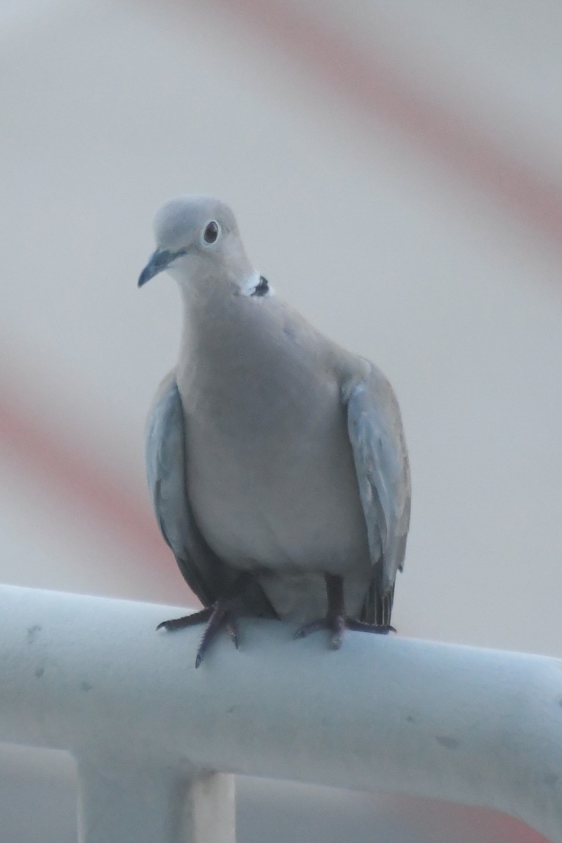 Eurasian Collared-Dove - ML619048689