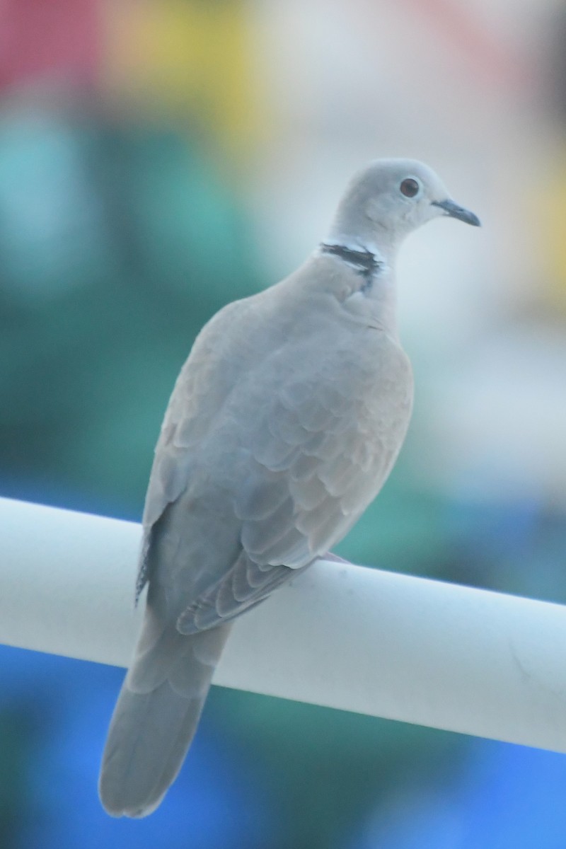 Eurasian Collared-Dove - ML619048708