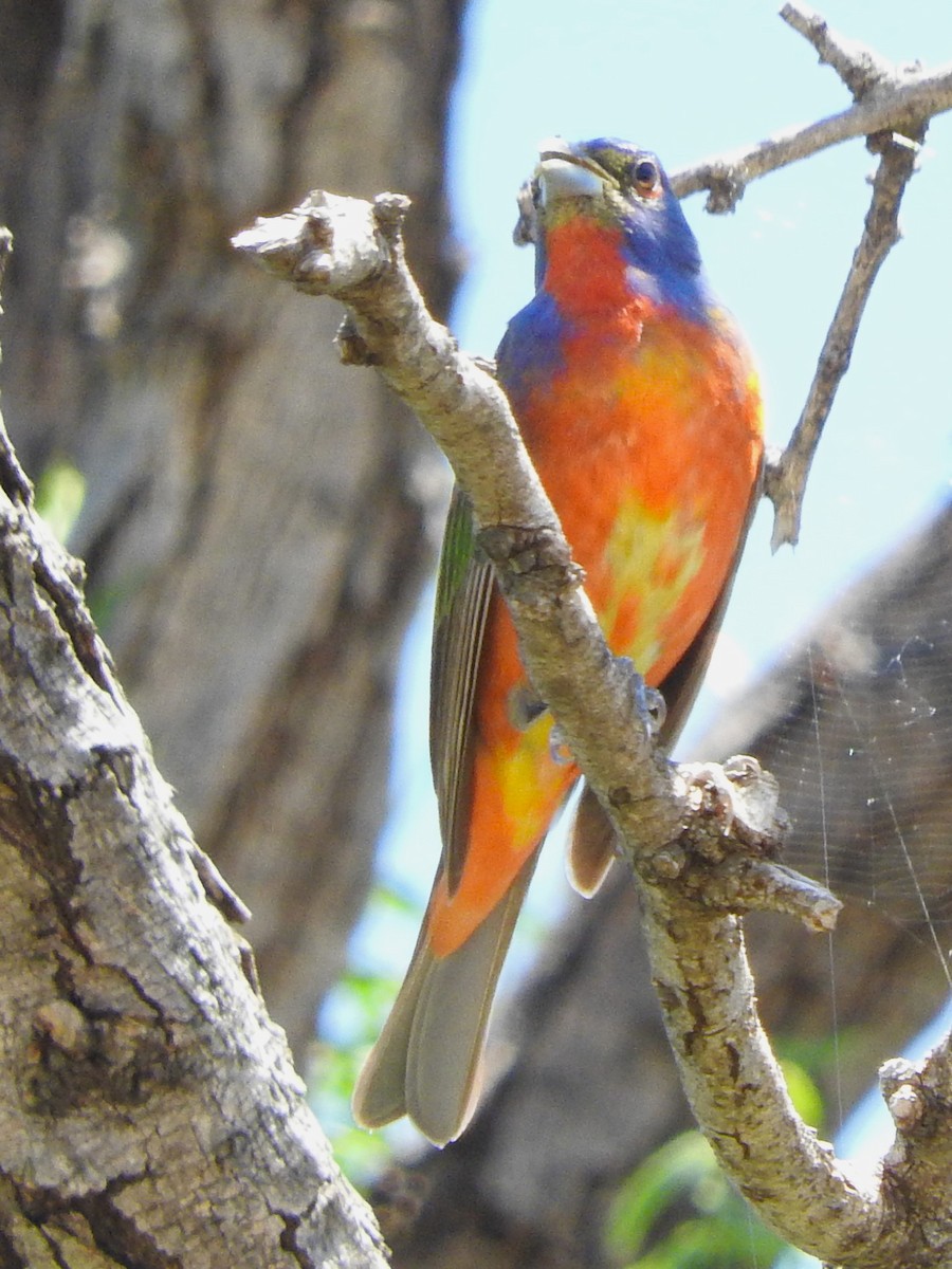 Painted Bunting - ML619048733